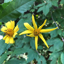 Attēlu rezultāti vaicājumam “Helianthus tuberosus flower”