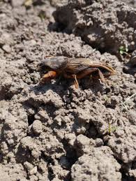 Attēlu rezultāti vaicājumam “Gryllotalpa gryllotalpa”