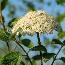 Attēlu rezultāti vaicājumam “Viburnum lantana”