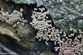 Attēlu rezultāti vaicājumam “Arcyria cinerea”