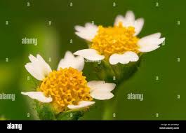 Attēlu rezultāti vaicājumam “Galinsoga quadriradiata flower”