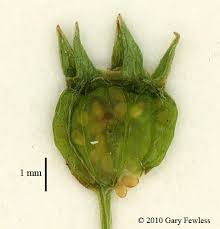 Attēlu rezultāti vaicājumam “Stachys palustris bud”