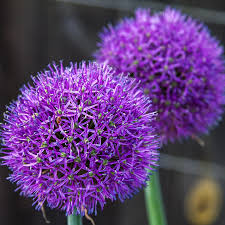Attēlu rezultāti vaicājumam “Allium holandicum”