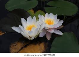 Attēlu rezultāti vaicājumam “Nymphaea candida flower”