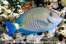 Image result for Acanthurus chirurgus