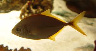 Image result for Caranx bartholomaei