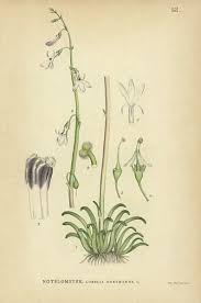 Attēlu rezultāti vaicājumam “Lobelia dortmanna”