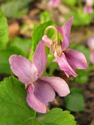 Attēlu rezultāti vaicājumam “Viola odorata flower”