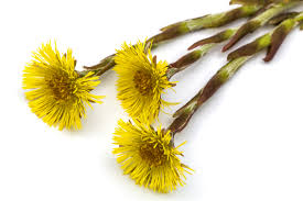 Attēlu rezultāti vaicājumam “Tussilago farfara flower”