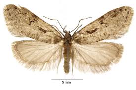 Attēlu rezultāti vaicājumam “Semioscopis oculella”