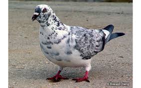 Attēlu rezultāti vaicājumam “Columba livia f. domestica adult”