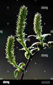 Attēlu rezultāti vaicājumam “Salix cinerea female flower”