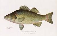 Image result for Tautogolabrus adspersus