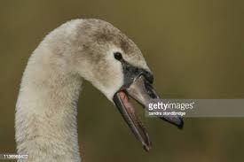 Attēlu rezultāti vaicājumam “Cygnus olor juvenile”