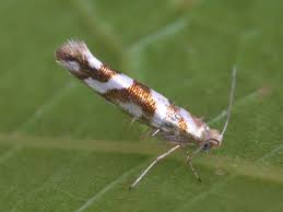 Attēlu rezultāti vaicājumam “Argyresthia goedartella”