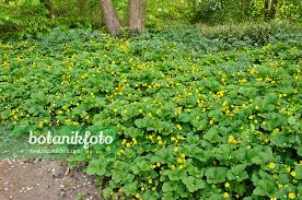 Attēlu rezultāti vaicājumam “Waldsteinia geoides flower”