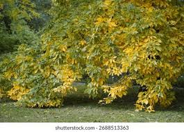 Attēlu rezultāti vaicājumam “Castanea sativa”