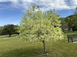 Attēlu rezultāti vaicājumam “Chionanthus virginicus”