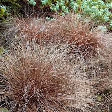 Attēlu rezultāti vaicājumam “Carex pseudocyperus female flower”
