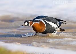 Attēlu rezultāti vaicājumam “Branta ruficollis”