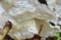 Attēlu rezultāti vaicājumam “Antrodia gossypium”