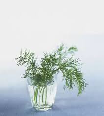 Attēlu rezultāti vaicājumam “Anethum graveolens leaf”