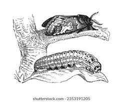 Attēlu rezultāti vaicājumam “Diloba caeruleocephala larva”