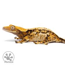 Image result for Harlequin Gc