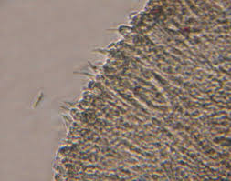 Attēlu rezultāti vaicājumam “Hyaloscypha hyalina”