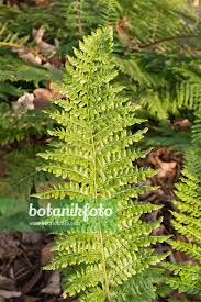 Attēlu rezultāti vaicājumam “Polystichum braunii”