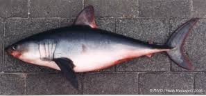 Image result for Lamna nasus