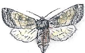 Attēlu rezultāti vaicājumam “Ortholepis betulae”