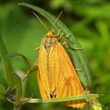 Attēlu rezultāti vaicājumam “Diacrisia sannio female”
