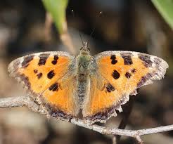 Attēlu rezultāti vaicājumam “Nymphalis xanthomelas pupa”