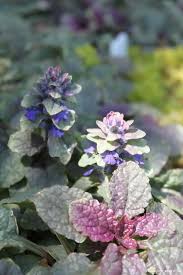 Image result for Ajuga reptans
