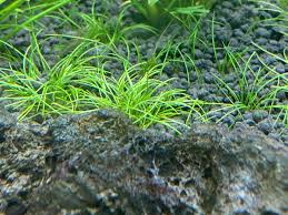 Attēlu rezultāti vaicājumam “Eleocharis acicularis”