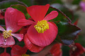 Image result for Begonia cucullata var. Hookeri