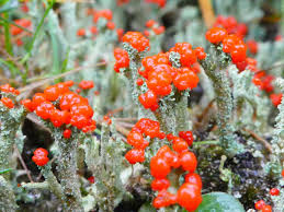 Attēlu rezultāti vaicājumam “Cladonia”