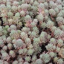 Attēlu rezultāti vaicājumam “Sedum hispanicum fruit”