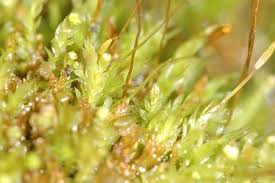 Attēlu rezultāti vaicājumam “Antitrichia curtipendula macro”