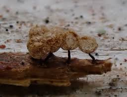 Attēlu rezultāti vaicājumam “Cribraria macrocarpa”