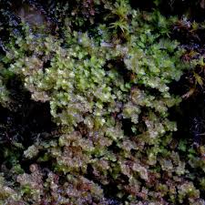 Attēlu rezultāti vaicājumam “Scapania apiculata”