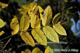 Attēlu rezultāti vaicājumam “Juglans cinerea leaf”