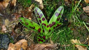 Attēlu rezultāti vaicājumam “Orchis mascula bud”