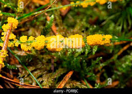 Attēlu rezultāti vaicājumam “Physarum obscurum macro”