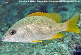 Image result for Lutjanus jocu