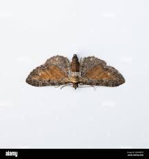 Attēlu rezultāti vaicājumam “Eupithecia icterata female”