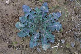 Attēlu rezultāti vaicājumam “Sonchus asper”