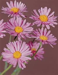 Image result for Aster alpinus