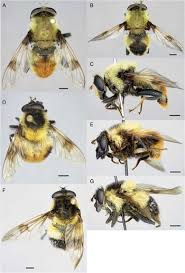 Attēlu rezultāti vaicājumam “Sericomyia lappona”